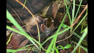 Litoria balatus Slender Bleating Tree Frog call  Queensland Australia frog calls [upl. by Mount]