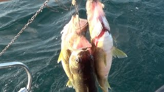 How to Bleed a Fish Faster than Knife [upl. by Woehick]