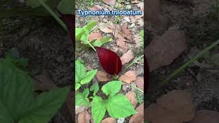 Typhonium trilobatum shortsvideo nature sub subscribe plants love garden lovely [upl. by Kissner]