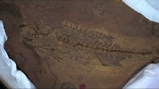 Fossils Exposed  55 million year old mega fauna [upl. by Nazarius]