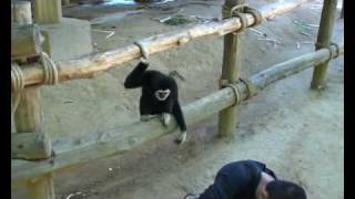 Gibbon playing with dog [upl. by Tove]