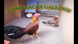 Como Sacar Gallinos 🐓 [upl. by Malin]