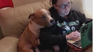 Pit Bull Cant Stop Cuddling With Owner Who Rescued Him From Shelter [upl. by London]