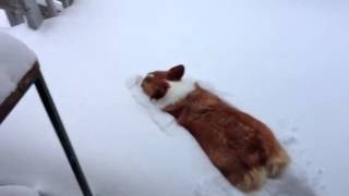 Corgi Snow Belly Flop [upl. by Okia]