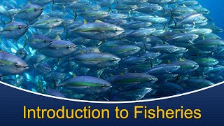 Marine Biology at Home 9 Introduction to Fisheries [upl. by Bouldon]