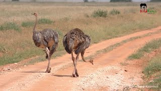 Thousands of Quelea Ostrich Eating Stones  On Safari In Tsavo East 7 [upl. by Sivram]