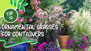 10 Best Ornamental Grasses for Containers 🌾 Great Grasses for Containers [upl. by Juanita]