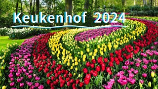 Tulip Garden  Keukenhof  Holland trending viral youtube [upl. by Yddur]