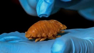 Disgusting Fish Tongue Louse Found In Meal  Earth Science [upl. by Meier]