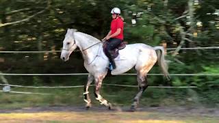 Etape 1  comment monter son cheval en licol puis en cordelette [upl. by Obed]