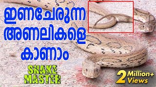 Wow  Mating Russells Viper amp Baby Cobra  Snake Master [upl. by Obara]