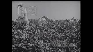 1940s Labor Picking Cotton [upl. by Ancell]