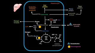 Amino acid metabolism in liver [upl. by Rosenwald759]