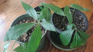 Propagating Money Tree in Water Update  Part 2 with updates [upl. by Charlton]