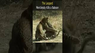 The Leopard Mercilessly Kills a Baboon [upl. by Gilman]