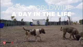 SPCA International  Global Animal Rescue  OBPWorldwide A Day in the Life [upl. by Ivgnout521]