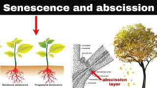 senescence and abscission in plants [upl. by Latreece620]