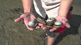 Softshell clams Clamming with ODFW [upl. by Drewett716]