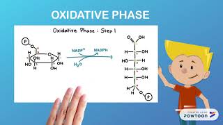 PENTOSE PHOSPHATE PATHWAY [upl. by Blakely200]