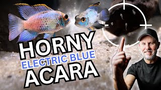 BREEDING Electric Blue Acara  EBA Fry [upl. by Holzman]