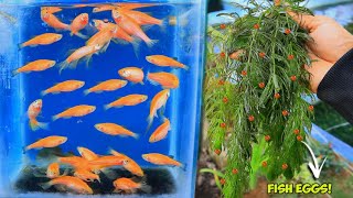 How to breed ZEBRA DANIO  Natural Method [upl. by O'Gowan]