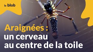 Araignées  un cerveau au centre de la toile  Actu de science [upl. by Alludba979]