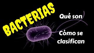 BACTERIAS Qué son y cómo se clasifican [upl. by Dlorad]