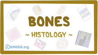 Bones Histology [upl. by Hgieleak]