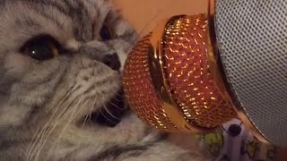 Ultimate Talking Cats  Funny Pet Compilation  The Pet Collective [upl. by Abixah]