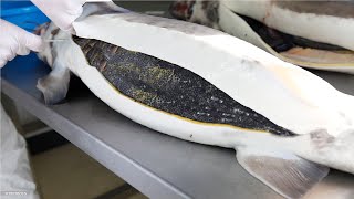 How Sturgeon Caviar Is Farmed and Processed  How it made Caviar  Sturgeon Caviar Farm [upl. by Ithsav]