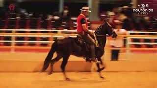 Ganesh ALB 1° Prêmio de Categoria Cavalo Adulto  Expo Haras Raphaela 2018 [upl. by Gustavus462]