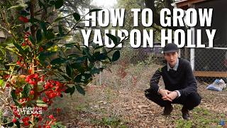 The COMPLETE Guide to Growing the Texas Native Yaupon Holly  Texas Native Plants 🌱 [upl. by Trah531]