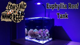 Euphyllia Reef Tank [upl. by Rickard]