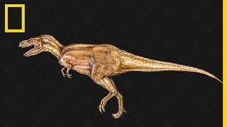 Tout comprendre sur  lévolution des dinosaures [upl. by Ploss]