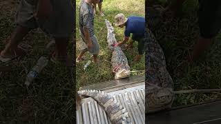 Take the crocodile to a new location crocodille video shortvideo shortsyoutube [upl. by Aicilif]