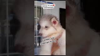 siberianhusky furbaby dog philippines 5 weeks old Siberian husky [upl. by Pavel]