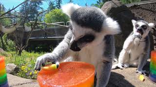 Lemurs Have a Popsicle Party [upl. by Filippo927]