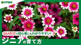 ☘234 【QampA】ジニアの育て方｜どんな場所で育てたらよいの？水やりや肥料、増やし方もご紹介｜【PlantiaQampA】植物の情報、育て方をQampA形式でご紹介 [upl. by Margarette]