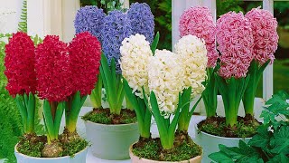 How to Plant Prepared Hyacinths WinterSpring Guide [upl. by Sucramed]