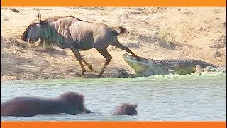 Hippos Come to Rescue Wildebeest from Crocodile [upl. by Meelas]