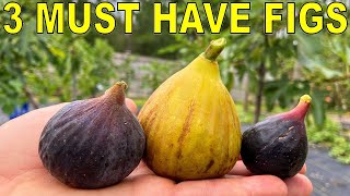 3 MUST HAVE FIG VARIETIES For Every Garden [upl. by Adiene]