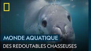 Oui les otaries chassent aussi plusieurs espèces de requins [upl. by Ruder422]