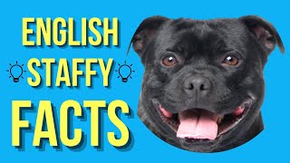 Staffordshire Bull Terrier Top 10 Facts English Staffy [upl. by Consolata116]