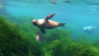 La Jolla Cove Snorkeling [upl. by Barnabas614]