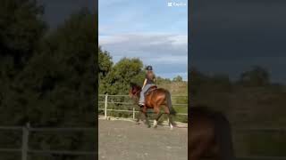 obsessed with moose’s trot ❤️ fypviralシ subscribe ilovemyhorse [upl. by Ganny]