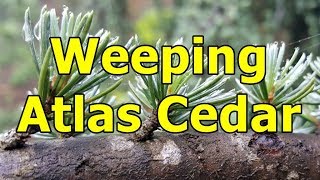 Weeping Atlas Cedar  Cedrus atlantica ‘Glauca Pendula’  HD Video 01 [upl. by Ringsmuth978]