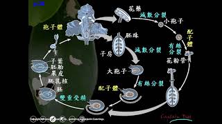 11001選修生物二ch4 1 09開花植物的生活史 世代交替的輔助說明二良 [upl. by Telfore]