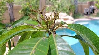 Kesar Mango from GreenLife Nursery Growing strong in a 25 gallon Pot [upl. by Helbonna871]