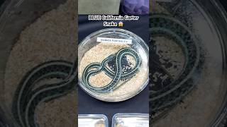 🐍 Blue California Garter Snake 🐍 [upl. by Eisserc]