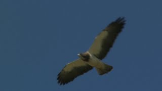 Swainsons Hawk in flight [upl. by Shinberg]